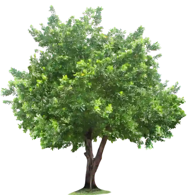 Chatizel Expert En Amenagements Paysagers Dans L Orne 61 Amenagement De Jardins
